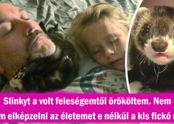 22 házikedvenc, akiknek még a legkeményebb embereket is sikerült megnyerniük