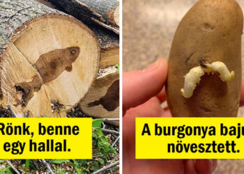 25 kép, amelyek olyanok, mintha a szórakozna velünk