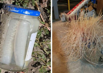 15 felvétel, amely bemutatja, hogy milyen csoda történhet a dolgokkal, ha megfeledkezünk róluk