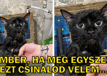 19 alkalom, mikor az állatok égtek a vágytól, hogy elmondhassanak valamit