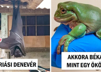 17 felvétel, melyek bizonyítják, hogy néhány dolog sokkal nagyobb lehet, mint gondoltuk