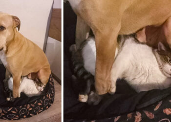 20+ fénykép, mely viccesebb, mint egy vicc