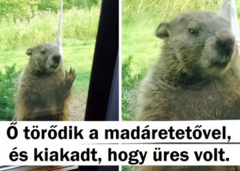 18 trükkös állat, akik elsajátították a követelőzés képességét