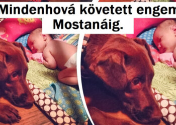 14 házikedvenc, akiknek az gazdájuk iránti szeretetét a világon semmi pénzért nem lehet megvásárolni