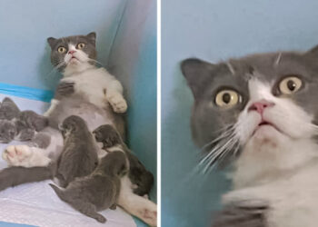 20+ állat, akik totálisan felkészületlenek voltak a szülőségre