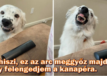 15 fotó állatokról, amelyekre lehetetlen mosolygás nélkül ránézni