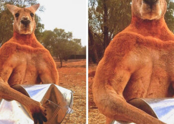 15+ egyedi állat, melyek bebizonyítják, hogy az anyatermészet mindig el tud kápráztatni bennünket