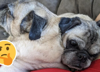 20+ fotó, amelyek még a legracionálisabb embert is összezavarják