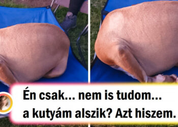 21 fotó, melyek bizonyítják, hogy a háziállatok rejtélyes módon viselkedhetnek