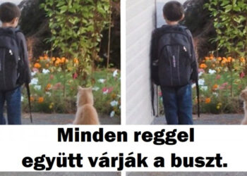 16 Ember-állat kötelék, mely elhiteti veled, hogy létezik tiszta szeretet