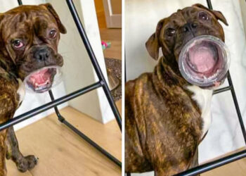 18 kép, melyek bizonyítják, hogy az állatok talán soha nem nőnek fel