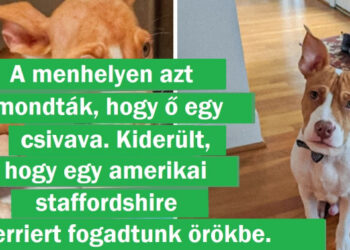 15+ személy, aki nem tudott elmenni a hajléktalan állatok mellett és új életet adott nekik