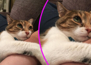 15+ házikedvenc, akik elárulták, hogy mennyire szeretik a gazdáikat