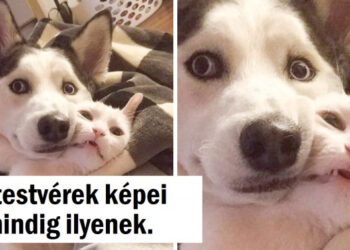 20+ kép, melyek megmutatják, hogy egyszerű dolgok is vezethetnek dicsőséges pillanatokhoz