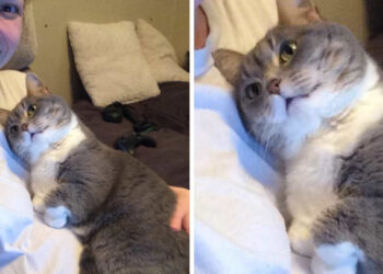 15 kisállat, akik valóban gondját viselik a várandós kismamáknak