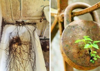 20 fénykép, amely igazolja, hogy semmi sem erősebb az anyatermészetnél