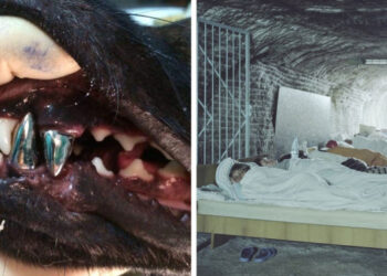 21 felvétel, mely bemutatja, hogy milyen változatos és kiszámíthatatlan a körülöttünk lévő világ