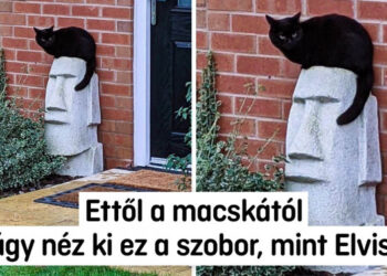 15 alkalom, mikor az emberek meglepő és valószínűtlen dolgokra bukkantak