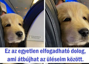 15 fotó, ami sokkal édesebb, mint a cukor