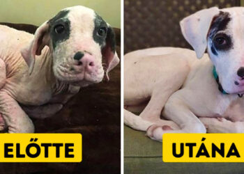 20 átalakulós fénykép állatokról örökbefogadás előtt és után