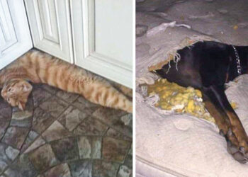 16 fotó, melyek bizonyítják, hogy az élet a háziállatokkal olyan, mint a hullámvasutazás