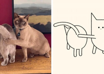 19 alkotás egy művésztől, aki az interneten talált macskás képeket humoros karikatúrákká változtatja