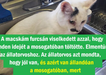 15 felvétel, mely igazolja, hogy macskával élni jobb, mint Oscar-díjas vígjátékot nézni