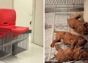 18 alkalom, mikor az embereknek kétszer is meg kellett nézniük, hogy megfejtsék, mit is néznek