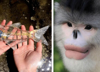 15 állat, amelyet csak túlságosan kevesen láttak, és jól mutatják, hogy mennyire nem ismerjük a bolygónk