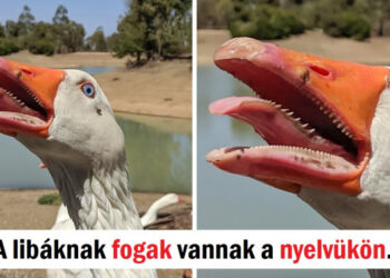 15 személy, aki olyan furcsa dolgokat szúrt ki, amiket csak kevesen láthatnak közülünk