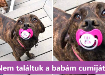 15+ felvétel igazolja, hogy az állatok ugyanolyan imádnivalóak és furcsák, mint az emberek