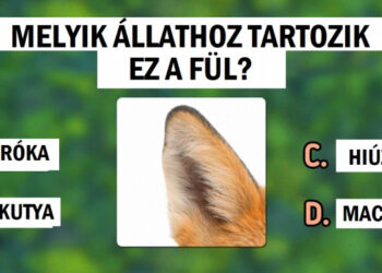 Teszt: Lássuk, hogy ki tudod-e találni az összes állatot, ami ezeken a képeken van elrejtve