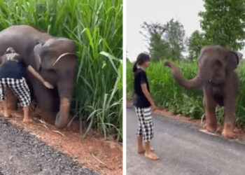 Szívmelengető videó ahogy a bébielefánt megköszöni a lánynak a segítséget, miután elakadt a sárban