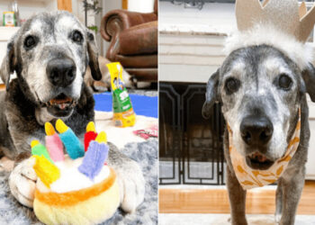 Egy 19 éves kutyus új életet kap az új nevelőotthonban, miután egy bakancslistás mókával kedveskedtek neki