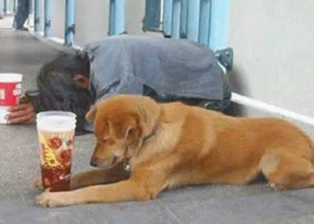 A kisfiú naponta ételt visz a koldusnak és kutyájának, egy nap a fiú látja, hogy a kutya ugat az ajtajában