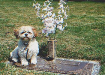 A nő megtalálta néhai fia kutyáját a sírja közelében, „Háromszor hazavittem és mindig visszajön” – mondja az őr – A nap története