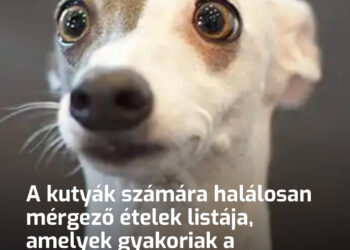 A kutyák számára halálosan mérgező ételek listája, amelyek gyakoriak a konyhánkban. Ügyelj arra, hogy kutyád véletlenül se egye meg