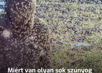 Miért van olyan sok szúnyog az Északi-sarkvidéken? Három ok teszi Északot a vérszívók paradicsomává