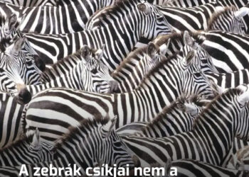 A zebrák csíkjai nem a ragadozók ellen védenek és nem is a melegtől. Ennél sokkal zseniálisabb oka van