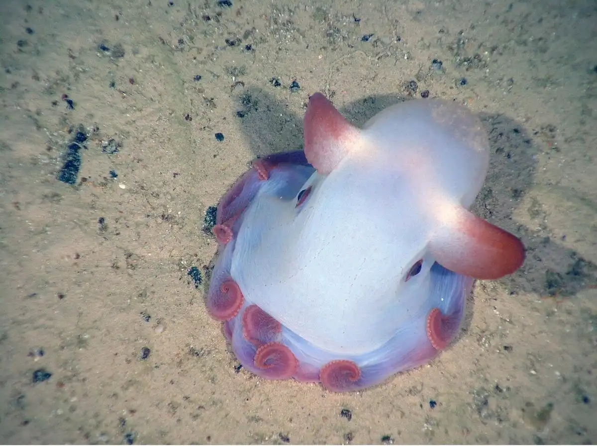 állati intelligencia, állatok jogai, állatvédelem, etikus táplálkozás, intelligens állatok, környezetvédelem, óceán, Peter Godfrey-Smith, polip, poliptenyésztés, Sylvia Earle, tenger gyümölcsei, tengerbiológia, tengeri élővilág