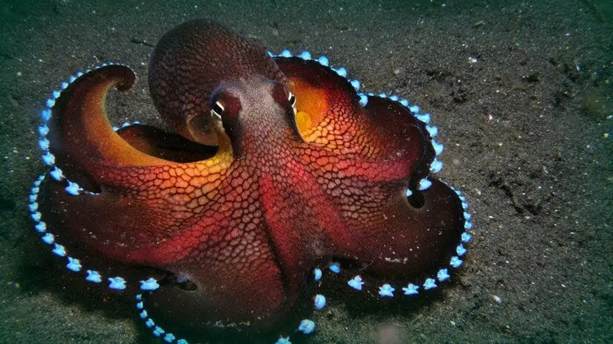 állati intelligencia, állatok jogai, állatvédelem, etikus táplálkozás, intelligens állatok, környezetvédelem, óceán, Peter Godfrey-Smith, polip, poliptenyésztés, Sylvia Earle, tenger gyümölcsei, tengerbiológia, tengeri élővilág