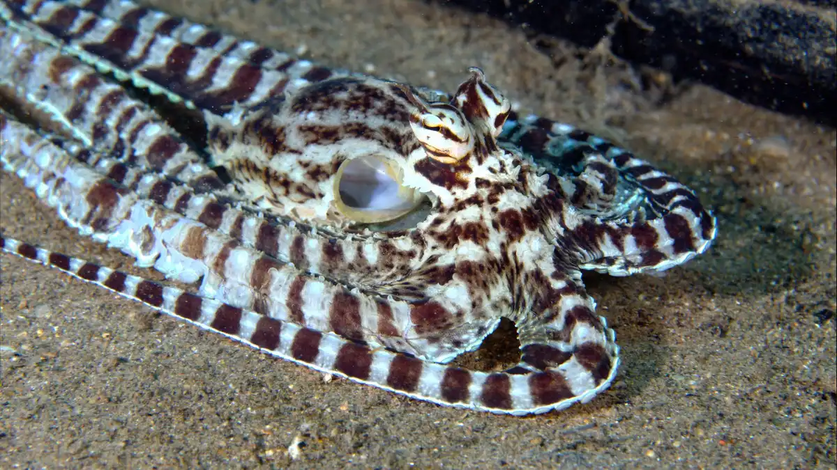 állati intelligencia, állatok jogai, állatvédelem, etikus táplálkozás, intelligens állatok, környezetvédelem, óceán, Peter Godfrey-Smith, polip, poliptenyésztés, Sylvia Earle, tenger gyümölcsei, tengerbiológia, tengeri élővilág