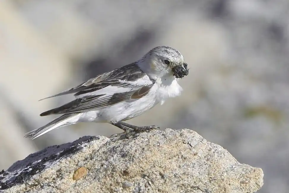 állatvilág, Arktisz, éghajlatváltozás, érdekességek, Északi-sark, örökfagy, rovarok, szúnyogok, természet, túlélés, tundra, utazás, vérszívók, veszélyek