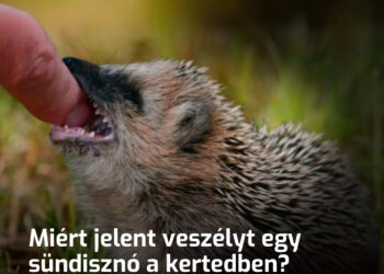 Miért jelent veszélyt egy sündisznó a kertedben? Azonnal el kell kergetni, és soha nem szabad tejjel kínálni