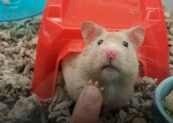 21 személy, akinek sikerült lencsevégre kapnia az egy a millióból pillanatot