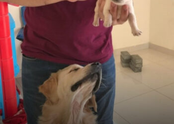 23 állatos fénykép, mely még a leghidegebb napokon is képes felmelegíteni a szívünk