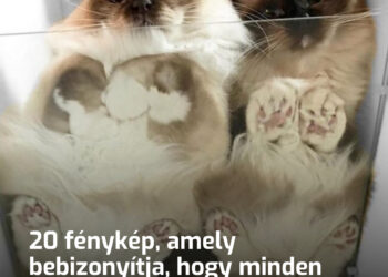 20 fénykép, amely bebizonyítja, hogy minden macskatulajdonosnak szüksége van egy üvegasztalra