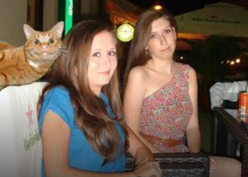 20 bunkó macska, akik sikeresen belerondítottak a tökéletesnek indult fotóba