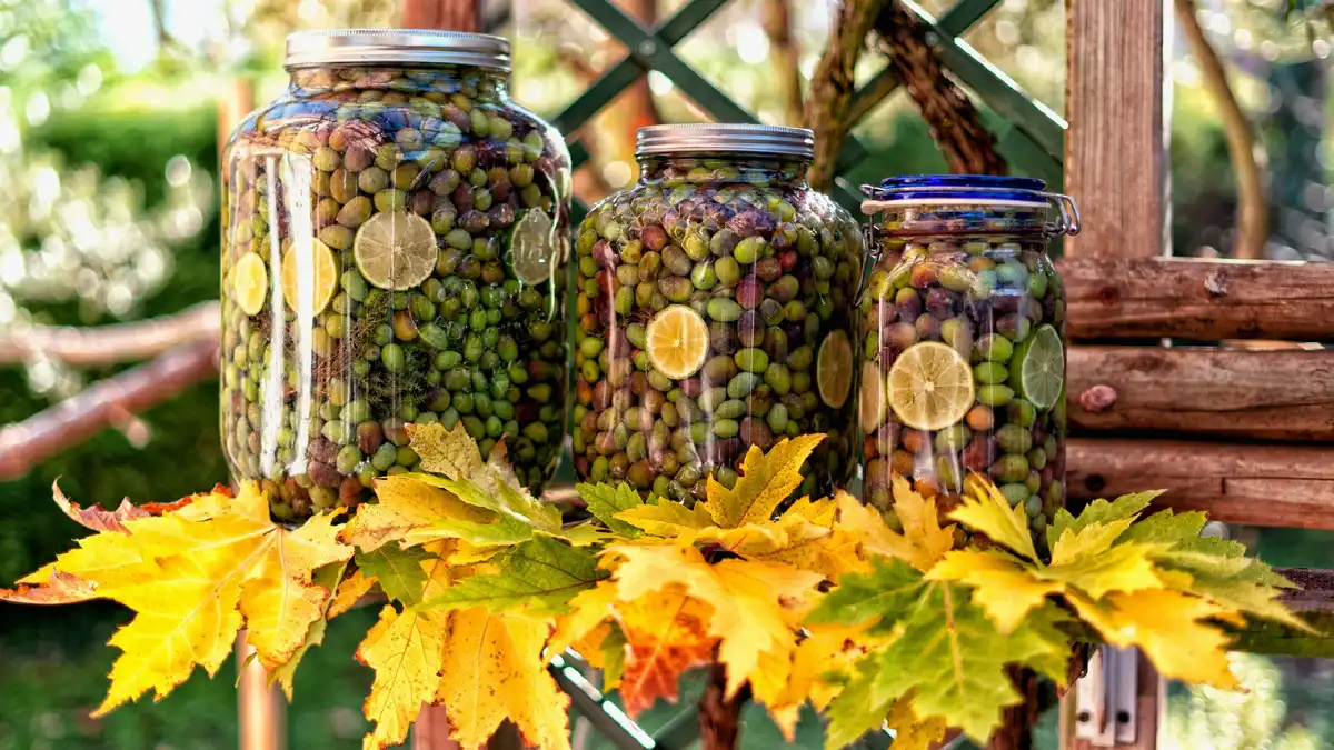 ételkémia, fekete olívabogyó, felnőtt ízlés, fermentáció, íz, olíva feldolgozás, olívabogyó, tartósítás, zöld olívabogyó