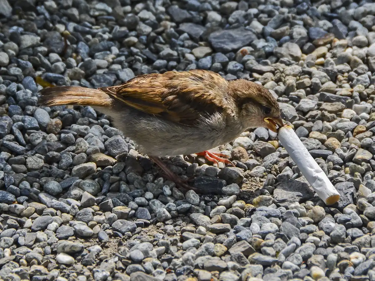 adaptáció, állati intelligencia, érdekes tények, Házi veréb, madarak, madárvilág, természet, túlélési stratégiák, vadvilág, verebek